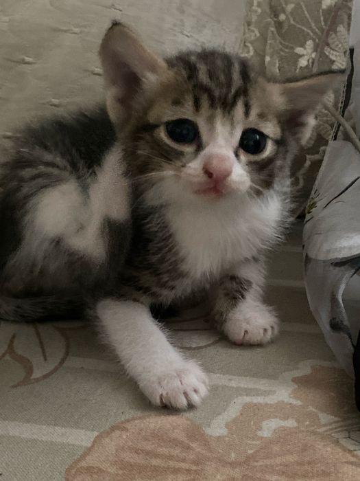Котята ласковые
