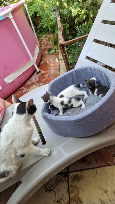 Котята трое бесплатно в добрые руки