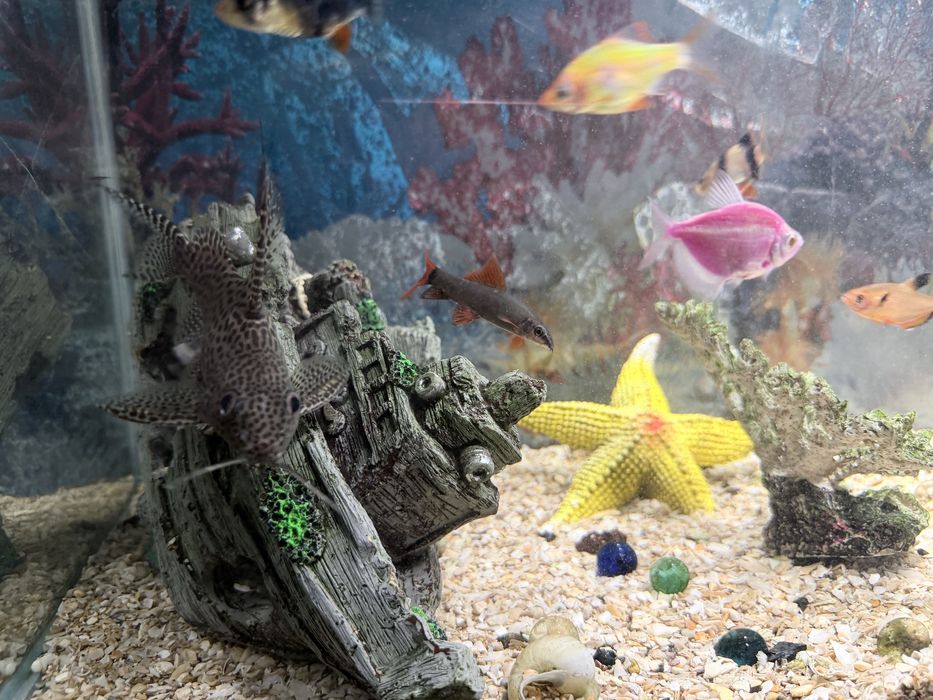 Аквариум с рыбками