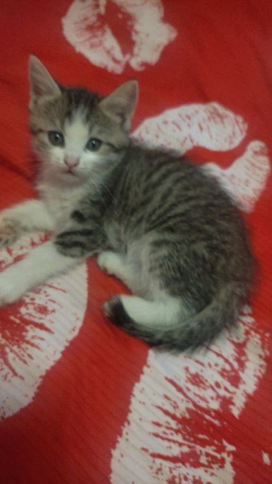 Отдадим котика в добрые руки