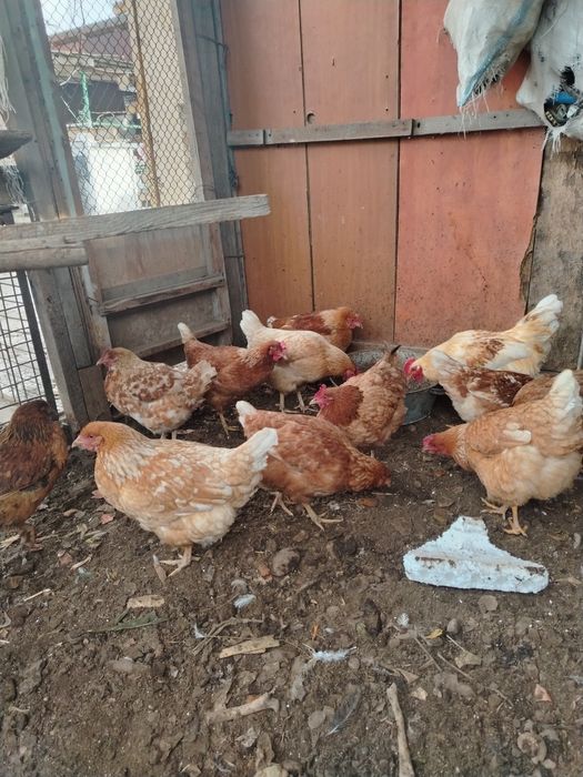 Продам домашные куры