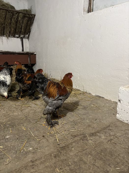 vand cocosi brahma 2025