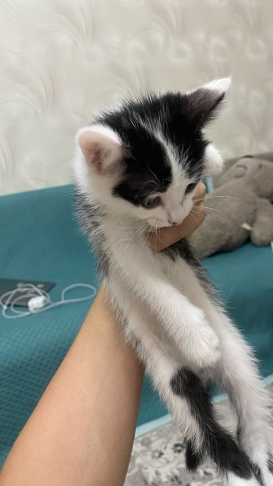 2 кошки домашные