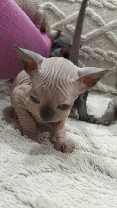 Продам котят канадский сфинкс эльф