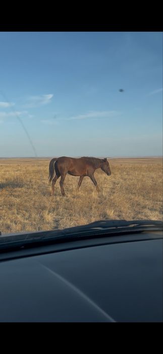 Байтал  сатылады
