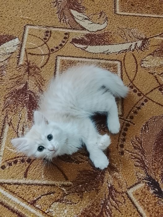 Отдам котенка в добрые руки.