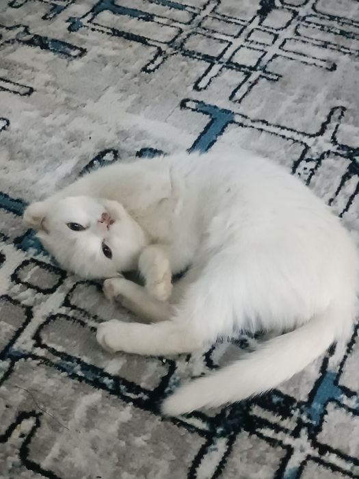 Котёнок по имени Пушок