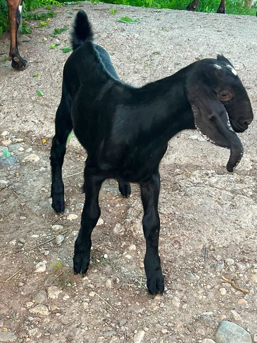 Animale capre anglonubiene