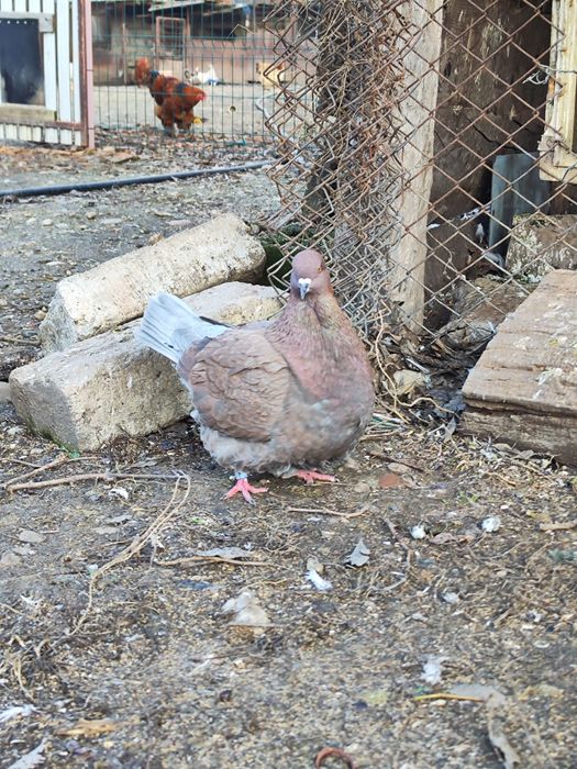 Porumbei Mondain masculi