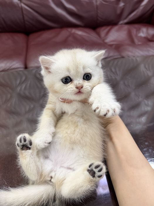 Британские кошки серебро и золото окраса