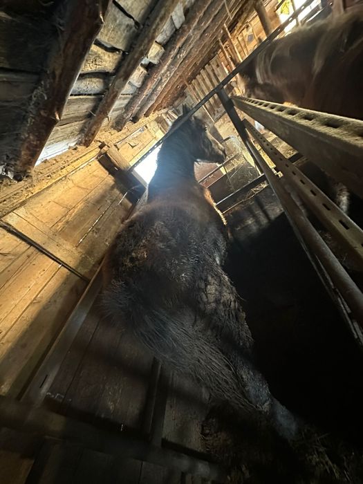 Согым жырный