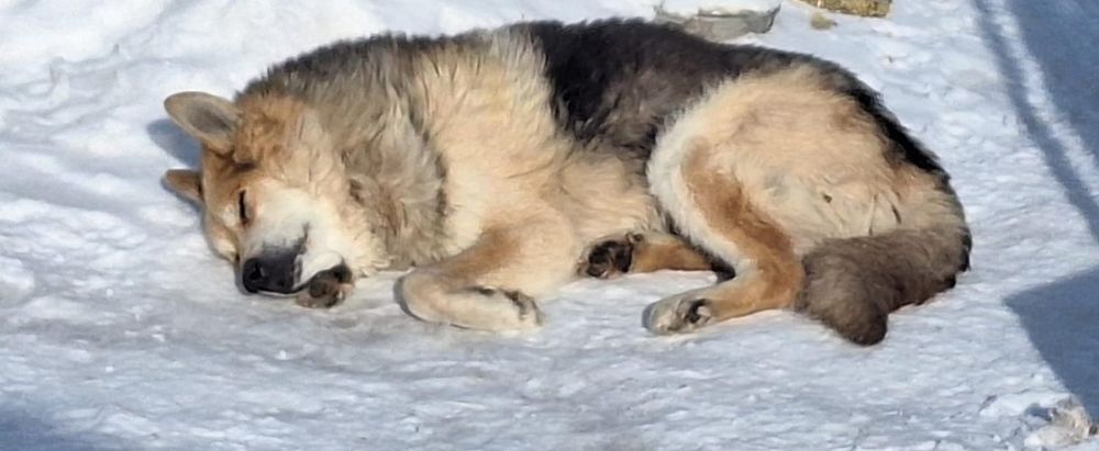 Пропала собака!!!