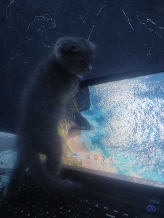 Мурчащие комочки счастья!Шотландские котята (фолды и страйт)