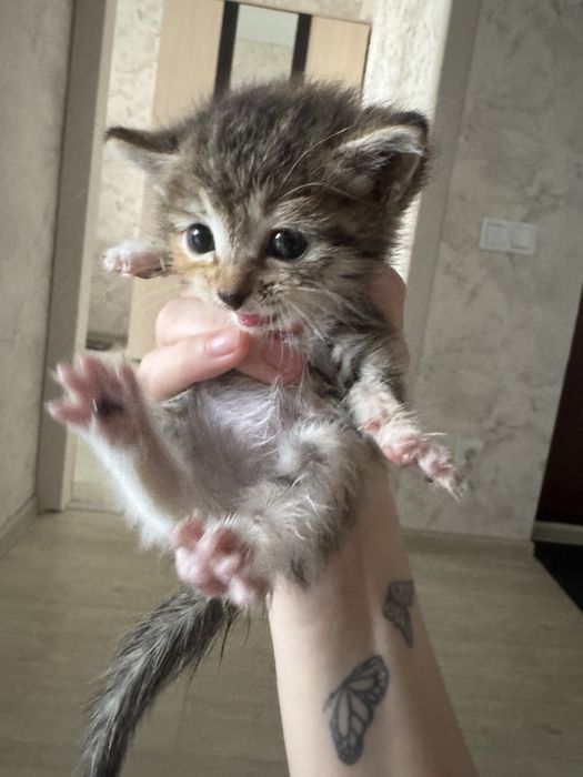 Отдам котенка девочку в хорошие руки