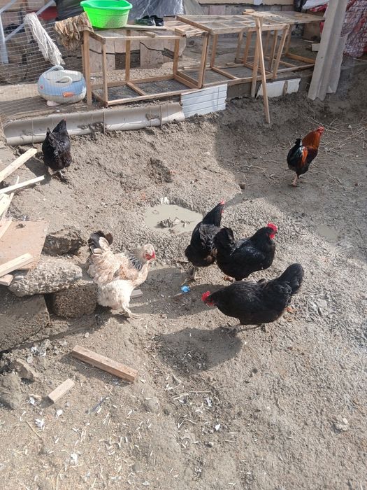 Qora tovug'lar sotiladi tuxum tug'adi narxi 150 ming donasi