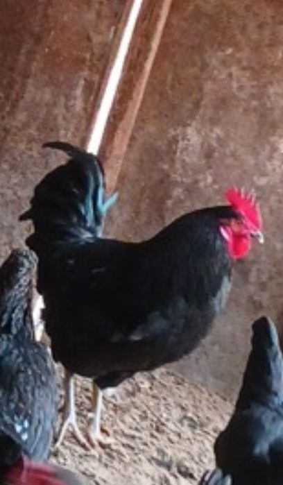 Хорозло срочно сотилоди