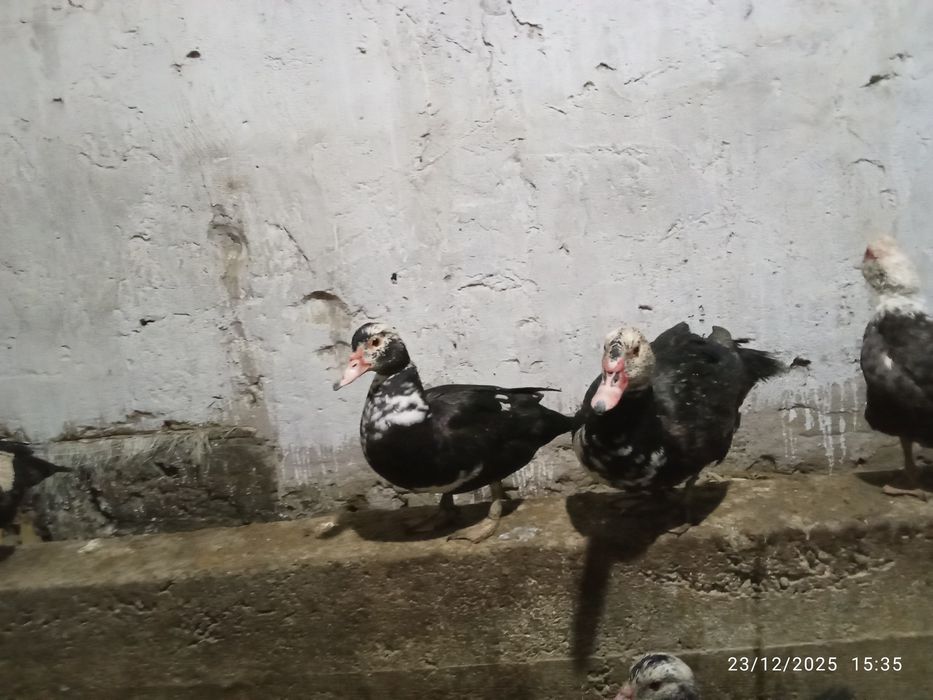 Indukutka Индук утка сотилади