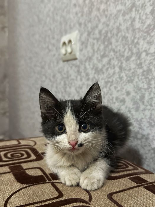 Котеунок 2-3 месяца