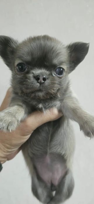Щенков породы Чихуахуа