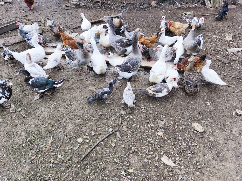 Rate mute (rățoi și rate)