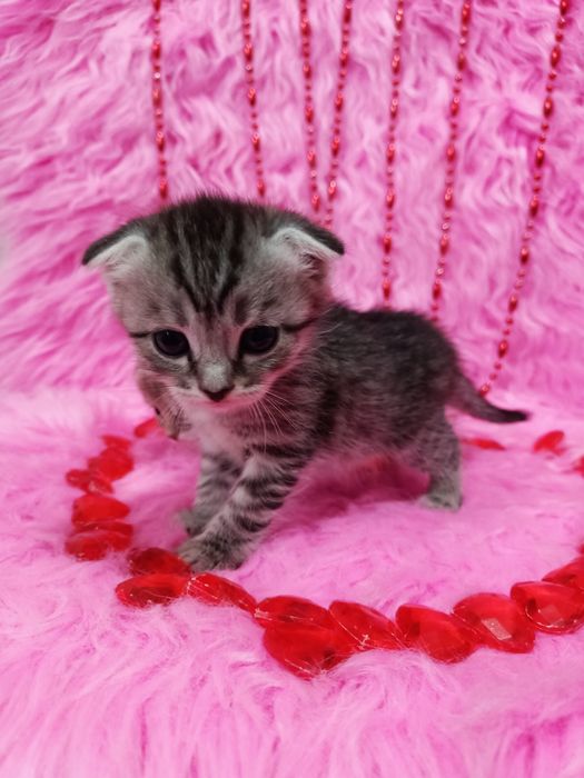 Продам вислоухих шотландцев