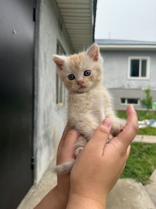 Отдам котят в добрые руки