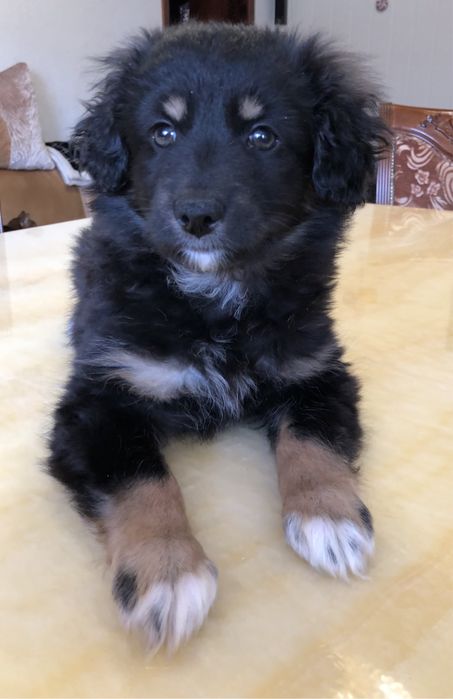 Любимые животные