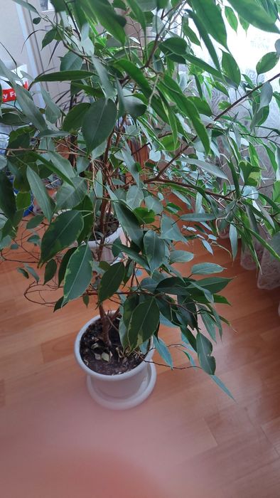 Комнатные растения