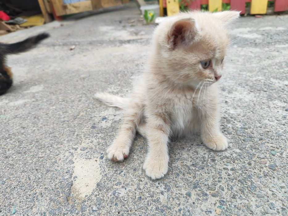 Отдам котят в хорошие руки