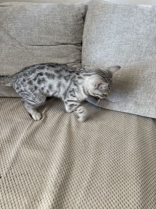 Шотландский скоттиш страйт