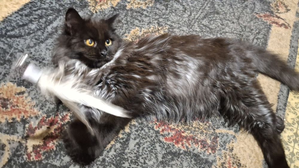 Отдам бесплатно девочку котенка