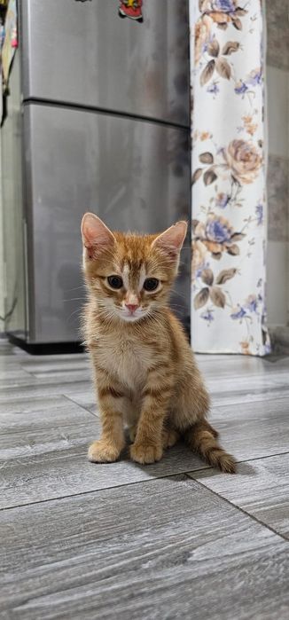 Добрые руки котёнка