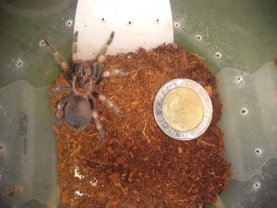 Тарантла tarantula