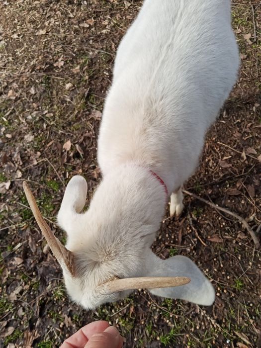 Коза молодая заннен