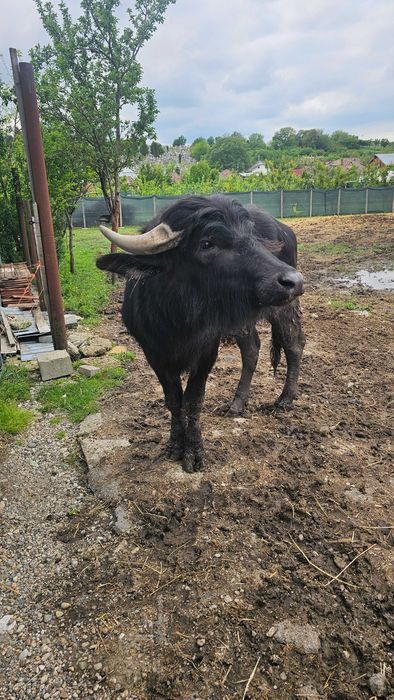 Bivol mascul de 2 ani