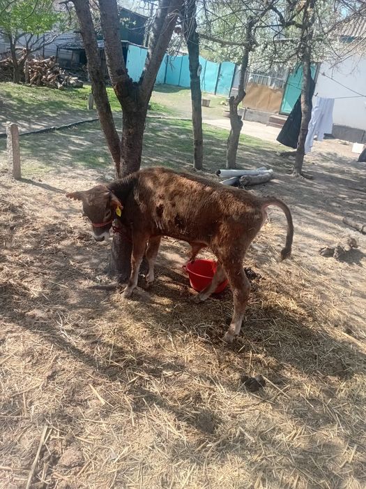 Еркек бузаулар сатылады