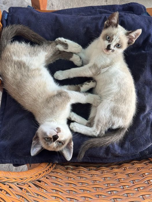 Котята сиамские мальчики в добрые руки!