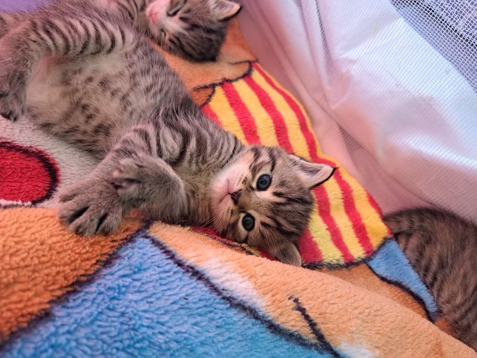 Продаются котята