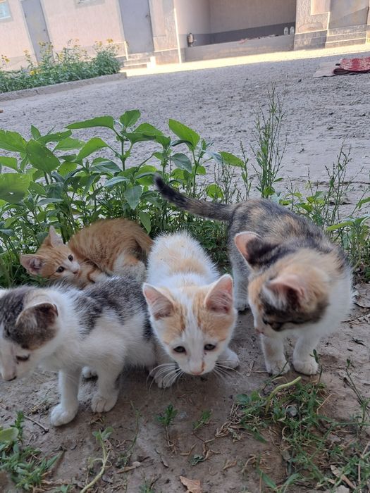 Котята домашние три месяца