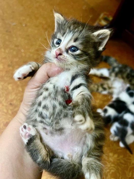 Котята полтора месяца. Очень красивые и игривые