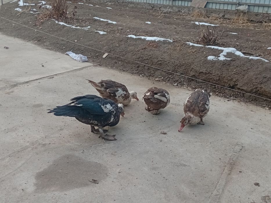 Шипуны, индоутки.