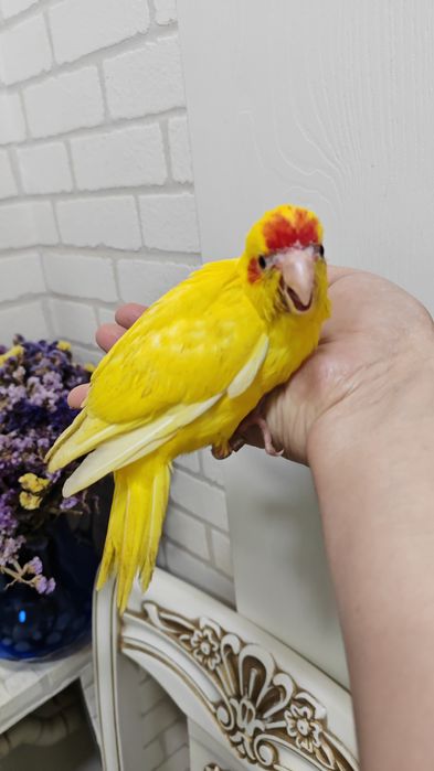 Продаётся птенец попугая Какарика