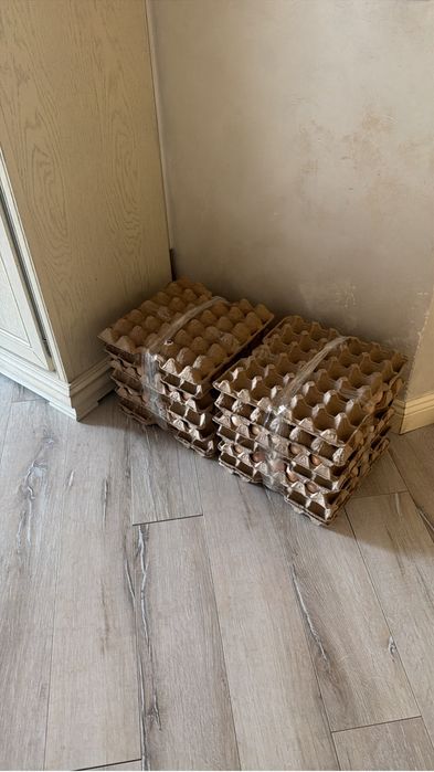 Инкубационные яйца Кучинский