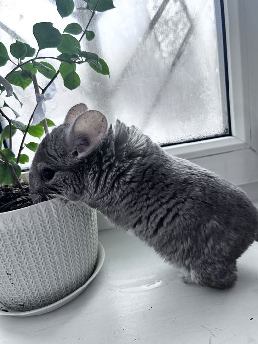 Шиншилла + приданное