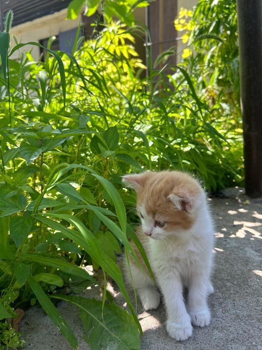 Котенок. Добрый.