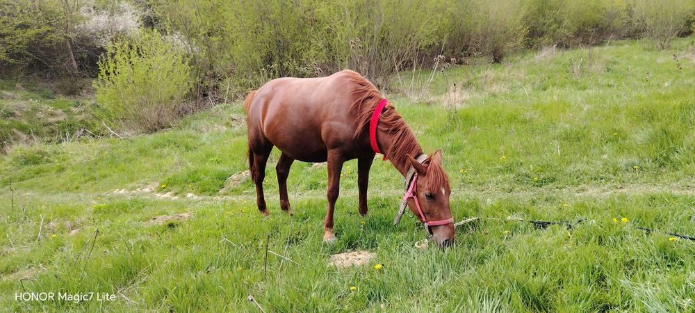 Se vinde fermă de măgărițe de lapte, cai și alpaca – lot complet
