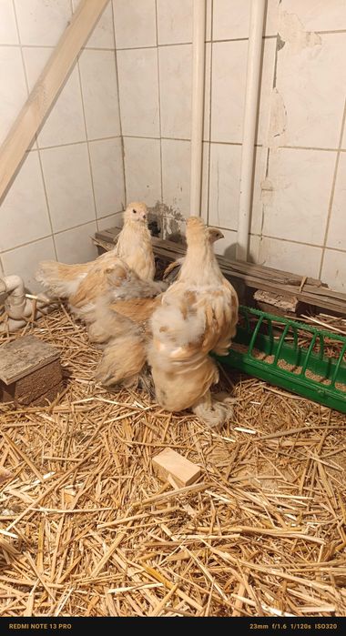 Цыплята брама разные