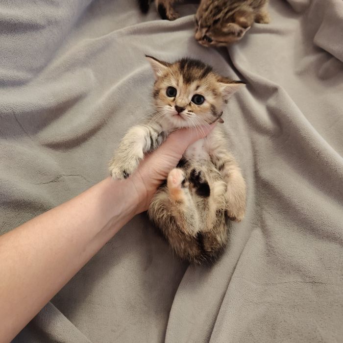 Чаузи котята Крупные n25