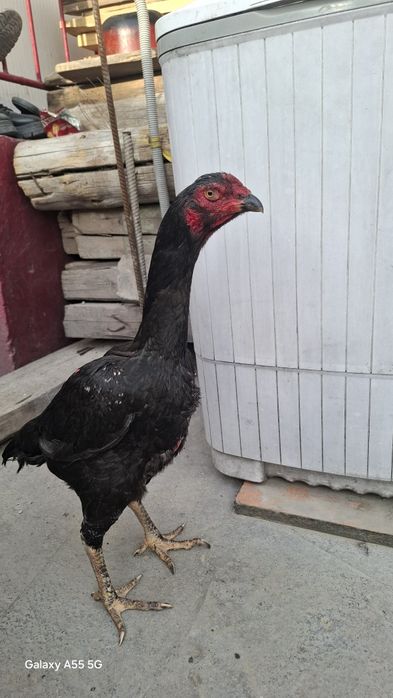 Дакан сатылады 3 штук