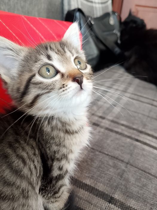 Отдам кошечку 2 месяца